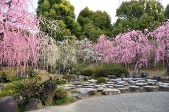 🌸春の風物詩🌸しだれ梅咲く城南宮
🪻春の宇治をそぞろ歩き🌼