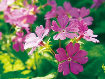 優雅な時間を満喫🍷
人気のオリエント急行で贅沢コースランチと
🌸箱根の花散策🌷