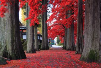 信州のもみじ寺・長円寺参道「紅葉のトンネル」と
ハウスで楽しむしいたけ狩り