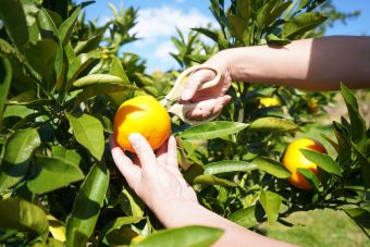 “蒲郡みかん”狩りと
海鮮浜焼き食べ放題