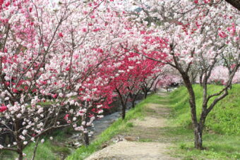 囲炉裏会席と昼神温泉郷散策
そらさんぽ天龍峡

&nbsp;