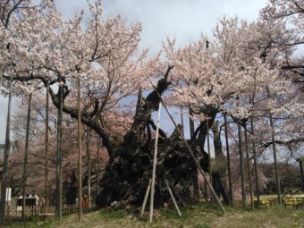 山梨の二大桜を訪ねる旅
日本三大桜のひとつ・山高神大桜と
高台に咲く一本桜・わに塚の桜