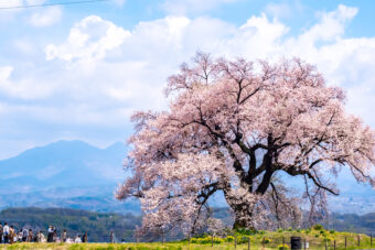 山梨の二大桜を訪ねる旅
日本三大桜のひとつ・山高神大桜と
高台に咲く一本桜・わに塚の桜