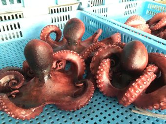 豊川稲荷とイタリアンビュッフェ