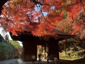 遠州・三河もみじめぐりと
ウェルシーズン浜名湖でランチバイキング