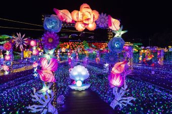 伊豆高原グランイルミと
元祖カピバラ露天風呂
海鮮浜焼き食べ放題