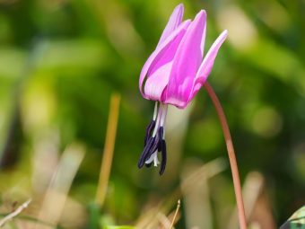 優雅な時間を満喫🍷
人気のオリエント急行で贅沢コースランチと
🌸箱根の花散策🌷