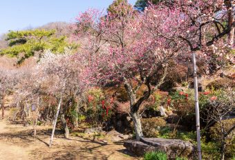 二千本の梅園・不老園鑑賞と
いちご狩り食べ放題