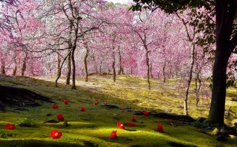 🌸春の風物詩🌸しだれ梅咲く城南宮
🪻春の宇治をそぞろ歩き🌼