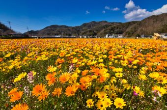 東府やResort＆Spaでいただく会席ミニランチ🍹
🪻松崎町田んぼを使った花畑🌼