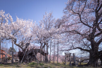 山梨の二大桜を訪ねる旅
日本三大桜のひとつ・山高神大桜と
高台に咲く一本桜・わに塚の桜