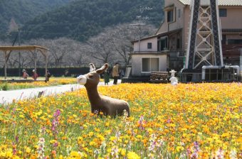 東府やResort＆Spaでいただく会席ミニランチ🍹
🪻松崎町田んぼを使った花畑🌼