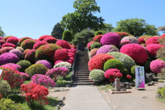 3万株のツツジ咲く信州・鶴峯公園と
信濃國一宮・諏訪大社下社秋宮