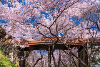 <strong>🌸高遠の桜と眞原桜並木🌸
</strong><strong>心に残る春の桜めぐり</strong>