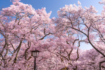 <strong>🌸高遠の桜と眞原桜並木🌸
</strong><strong>心に残る春の桜めぐり</strong>