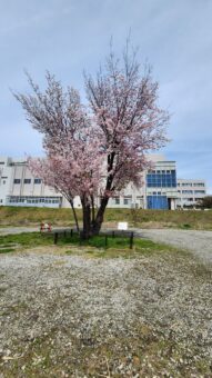 1年に1日だけの特別公開！
国立遺伝学研究所の桜と三嶋大社正式参拝

&nbsp;