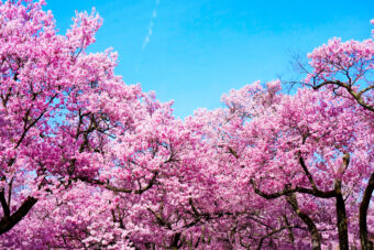 <strong>🌸高遠の桜と眞原桜並木🌸
</strong><strong>心に残る春の桜めぐり</strong>
