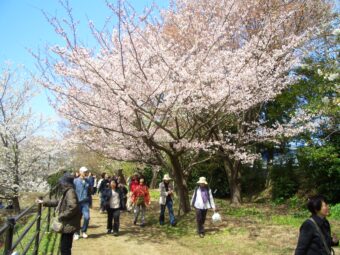1年に1日だけの特別公開！
国立遺伝学研究所の桜と三嶋大社正式参拝

&nbsp;