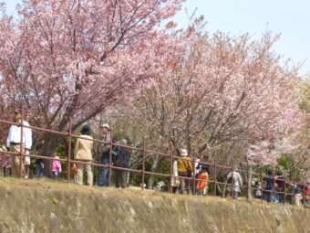 1年に1日だけの特別公開！
国立遺伝学研究所の桜と三嶋大社正式参拝

&nbsp;