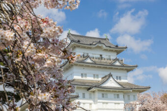 春爛漫！
小田原城址公園の桜と秩父宮記念公園
小涌園でランチビュッフェ