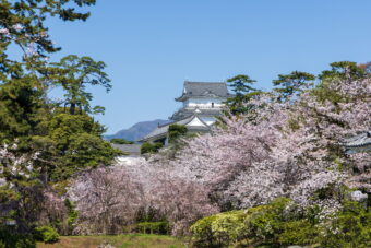春爛漫！
小田原城址公園の桜と秩父宮記念公園
小涌園でランチビュッフェ