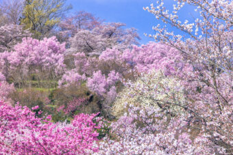 🪻🌷春爛漫の花紀行🌸🌼
福島の桃源郷を訪ねて