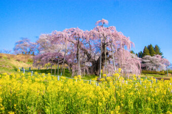 🪻🌷春爛漫の花紀行🌸🌼
福島の桃源郷を訪ねて