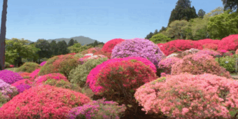 🪻箱根花景色🌷
山のホテルのつつじとしゃくなげフェアと花の寺散策