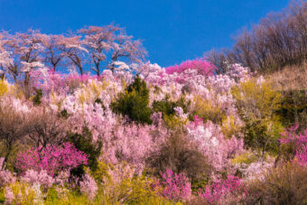 🪻🌷春爛漫の花紀行🌸🌼
福島の桃源郷を訪ねて