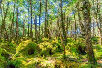 🌿ガイドと歩く神秘の苔の森🌱
🥾🥾北八ヶ岳・白駒池ハイキング🥾🥾