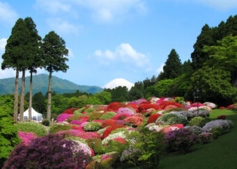 🪻箱根花景色🌷
山のホテルのつつじとしゃくなげフェアと花の寺散策