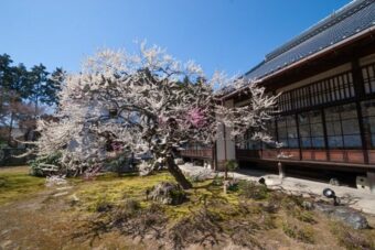早春の京都
梅、椿の名所めぐりと
相国寺・林光院特別拝観
