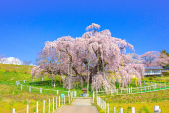 🪻🌷春爛漫の花紀行🌸🌼
福島の桃源郷を訪ねて