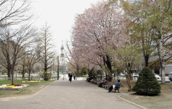 北の大地の春紀行3日間
～桜咲く札幌・小樽・湯けむり漂う早春の登別温泉～