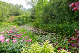 🌸箱根　青もみじと睡蓮の庭めぐ🌸
＜季節限定＞
🌼睡蓮のランチ＆スイーツ🌹
【名画のような睡蓮に出会う旅】