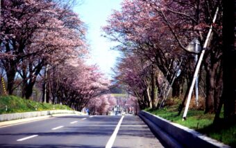 北の大地の春紀行3日間
～桜咲く札幌・小樽・湯けむり漂う早春の登別温泉～