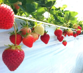 蓼科高原バラクライングリッシュガーデン鑑賞
優雅なアフタヌーンティーと高原のいちご狩り

&nbsp;