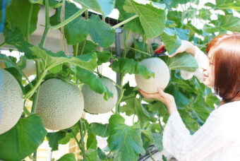 健康祈願！～ボケ封じ、がん封じ、中風除け～
フルーツの王様・メロン狩りと
三河の三封じ寺参り