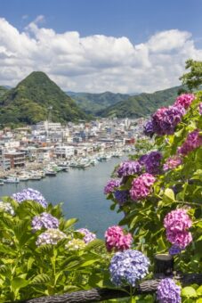 伊豆下田あじさい祭と春のローズガーデン
～昼食は下田の金目鯛を丸ごと一匹！～<a href=