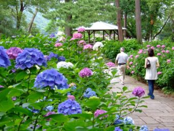 伊豆下田あじさい祭と春のローズガーデン
～昼食は下田の金目鯛を丸ごと一匹！