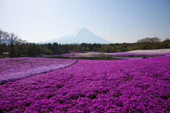 富士山とピンクの大パノラマとミシュランが認めた久保田一竹美術館

富士芝桜まつりと「フジヤマテラス」で贅沢ランチブッフェ

&nbsp;

&nbsp;