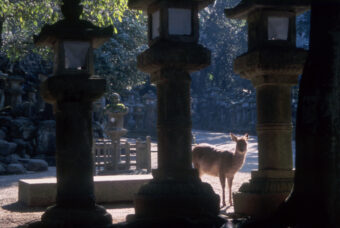 世界遺産「飛鳥・藤原」登録目前！
奈良市観光大使・倉橋みどり氏がご案内
プレミアム・おとなの修学旅行
あをによし奈良の都へ