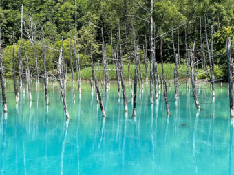 ベストシーズンに行く！
北海道絶景巡り
～白金青い池、美瑛の丘、層雲峡、積丹半島、小樽～